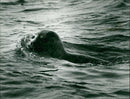 Animals: Seals - Vintage Photograph