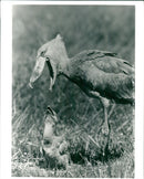 Birds: Shoebill - Vintage Photograph