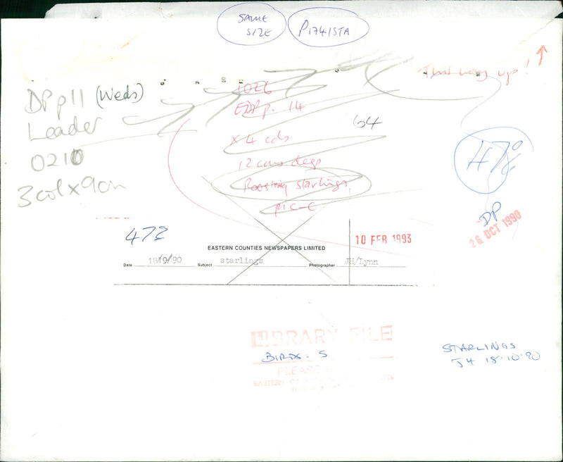 Birds: Starlings - Vintage Photograph