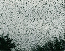 Birds: Starlings - Vintage Photograph