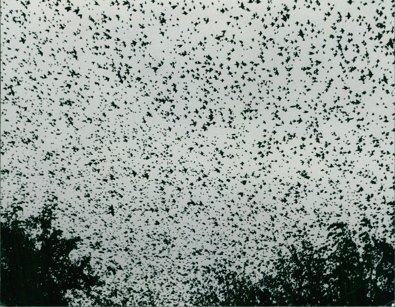 Birds: Starlings - Vintage Photograph