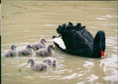 Birds: Swans - Vintage Photograph
