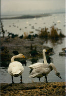 Birds: Swans - Vintage Photograph