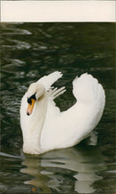 Birds: Swans - Vintage Photograph