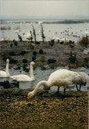 Birds: Swans - Vintage Photograph