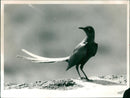 Birds: Starling - Vintage Photograph