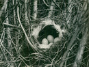 Birds: Sparrow - Vintage Photograph