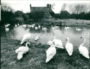 Birds: Swans - Vintage Photograph
