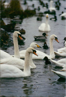Birds: Swans: Whooper and Mute Swan - Vintage Photograph