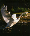 Birds: Swans - Vintage Photograph