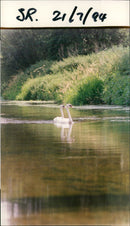 Birds: Swans Cruise - Vintage Photograph