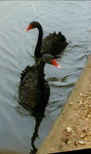 Birds: Swans: Black Swan - Vintage Photograph