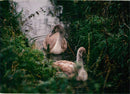 Birds: Swans - Vintage Photograph