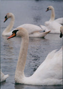 Birds: Swans - Vintage Photograph
