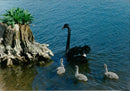 Birds: Swans: Black Swan Family - Vintage Photograph