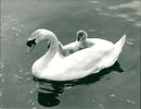 Birds: Swans - Vintage Photograph