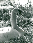 Birds: Swans - Vintage Photograph