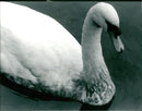 Birds: Swans - Vintage Photograph