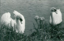 Birds: Swans - Vintage Photograph