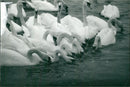 Birds: Swans: Mute Swan - Vintage Photograph