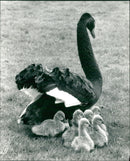 Birds: Swans - Vintage Photograph