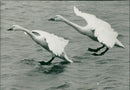 Birds: Swans: Russian Bewick's Swans - Vintage Photograph