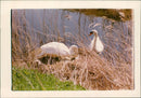 Birds: Swans - Vintage Photograph