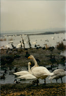 Birds: Swans - Vintage Photograph