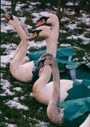 Birds: Swans - Vintage Photograph