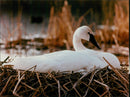Birds: Swans: Winners and Losers - Vintage Photograph