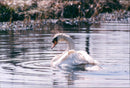 Birds: Swans - Vintage Photograph