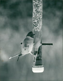 Birds: Parakeet - Vintage Photograph