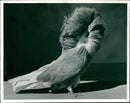 Birds: Pigeons - Vintage Photograph