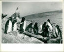 Birds: Penguins - Vintage Photograph