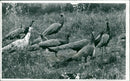 Birds: Peacock - Vintage Photograph