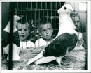Birds: Parrot - Vintage Photograph