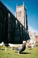 Birds: Pigeon - Vintage Photograph