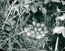 Birds: Partridge Eggs - Vintage Photograph