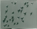 Birds: Pigeons - Vintage Photograph