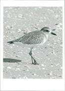 Grey Plover. - Vintage Photograph