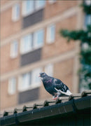 Birds: Pigeon - Vintage Photograph