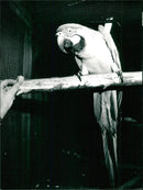 Birds - Vintage Photograph