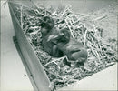 Bald Ibis Chicks - Vintage Photograph