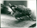 Bird - Vintage Photograph