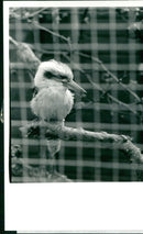 Kookaburra - Vintage Photograph