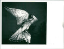 Kestrel - Vintage Photograph