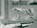 Birds: Pigeon - Vintage Photograph