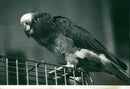 Birds: Parrot: Charlie The Parrot - Vintage Photograph