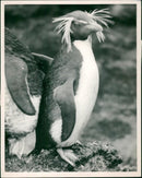 Birds: Penguins: Rockhopper Penguin - Vintage Photograph