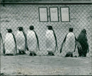 Birds: Penguins: King Penguins - Vintage Photograph